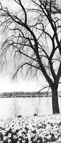 flowers and tree along lake