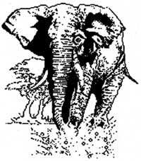 elephant