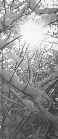 snow-covered branches