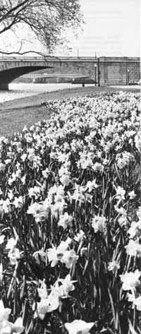 flowers with bridge in background