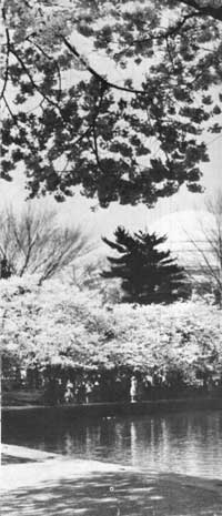 trees surrounding lake