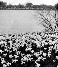 flowering plants along lakeshore