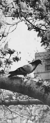 pigeon