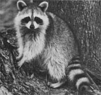 racoon